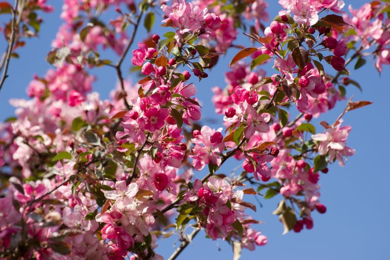 Japanese Cherry Tree Planting in Honolulu, HI