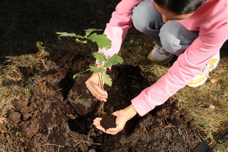 Maple Tree Planting in Honolulu, HI